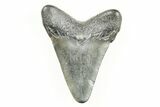Juvenile Megalodon Tooth - South Carolina #196114-1